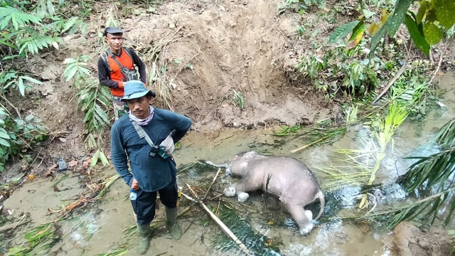 Bangkai bayi gajah liar di Kecamatan Keumala, Pidie. Foto: BKSDA Aceh