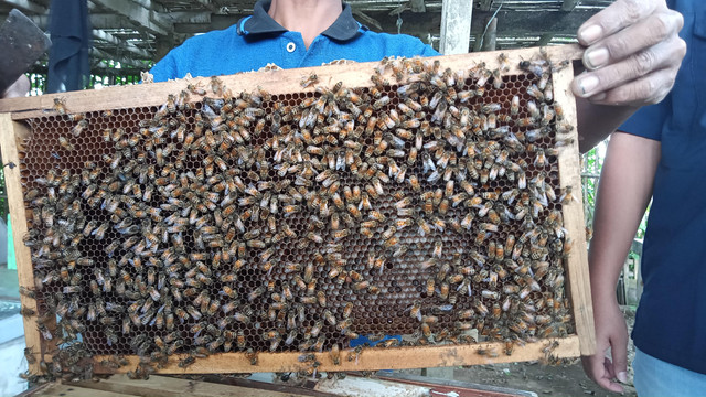 Peternakan lebah UMKM Sarang Maduku di Malang Jawa Timur. Foto: Akbar Maulana/kumparan