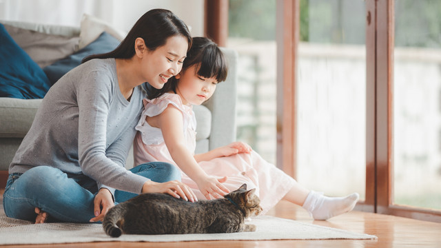 Ilustrasi kucing peliharaan keluarga. Foto: interstid/Shutterstock