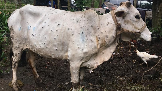 Lumpy Skin Disease (LSD). Foto: Info Publik