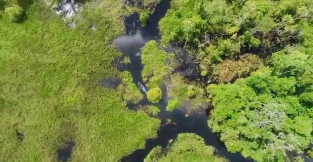 Hutan dan Sungai Cabang Tiga di Hutan Desa Padu Banjar. (Foto : Capture dari video HD Padu Banjar/Hendri, Yayasan Palung).