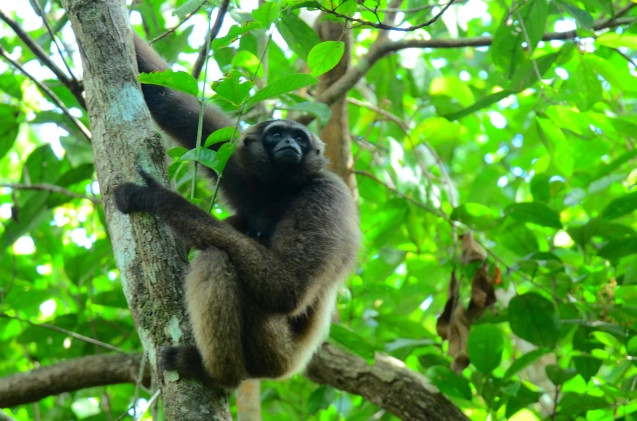 Hylobates albibarbis (Kelempiau Si Sirene Hutan) di habitat hidupnya berupa hutan. (Foto : Erik Sulidra-Yayasan Palung).