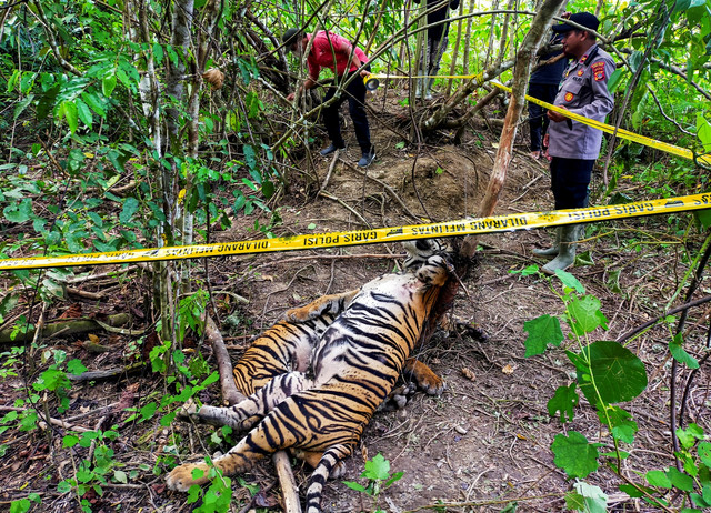 Bangkai harimau Sumatera yang mati kena jerat di kawasan hutan PT Aloer Timur Desa Sri Mulya, Kecamatan Peunaron, Kabupaten Aceh Timur, Aceh, Minggu, (24/04/2022).  Foto: Weinko Andika/ANTARA FOTO