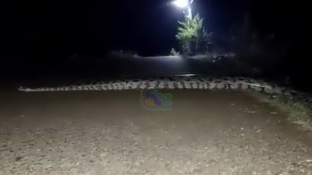 Tangkapan layar video penampakan ular piton 'raksasa' di Desa Tumbrasanom, Kecamatan Kedungadem, Kabupaten Bojonegoro. (istimewa)