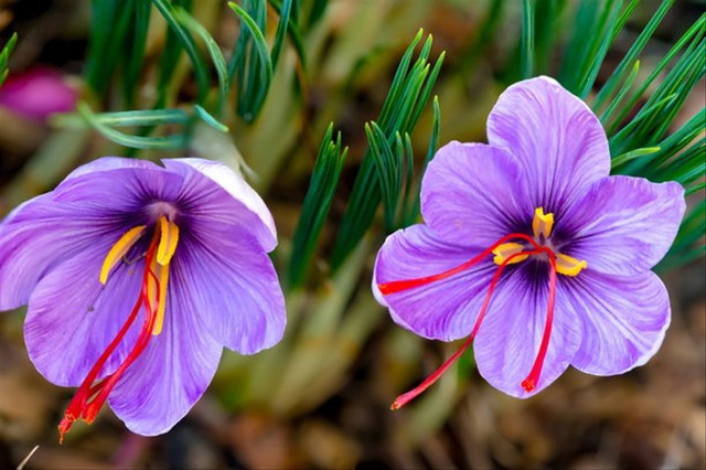  Saffron Crocus, salah satu bunga termahal di dunia. (Foto: Twitter/@widurimallhq)
