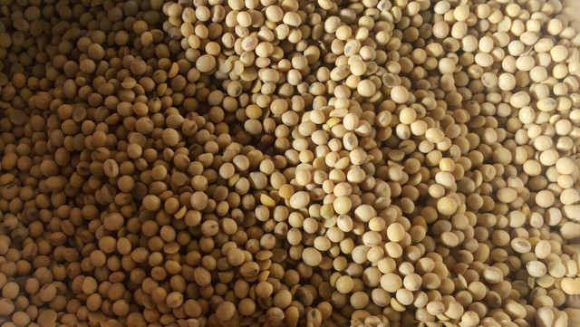 Kualitas kacang kedelai pada acara pengadaan dan penyaluran kedelai 2022 di Gudang FKS Multiagro, Bekasi, Senin (18/4) Foto: Galang/kumparan