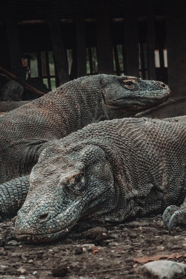 Puisi Tentang Komodo, Foto: Unsplash/Guillaume Marques
