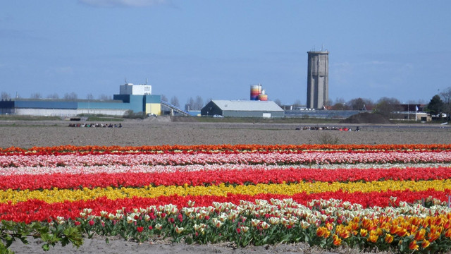 Ladang bunga tulip di Kota Lisse-Belanda                                                                                Foto : Koleksi Pribadi Penulis