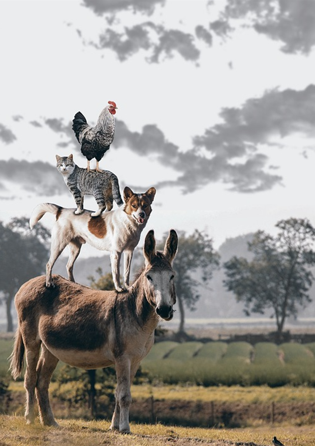 Ilustrasi nama-nama hewan dalam bahasa Arab. Foto: pixabay.com/id/teefarm-199315/
