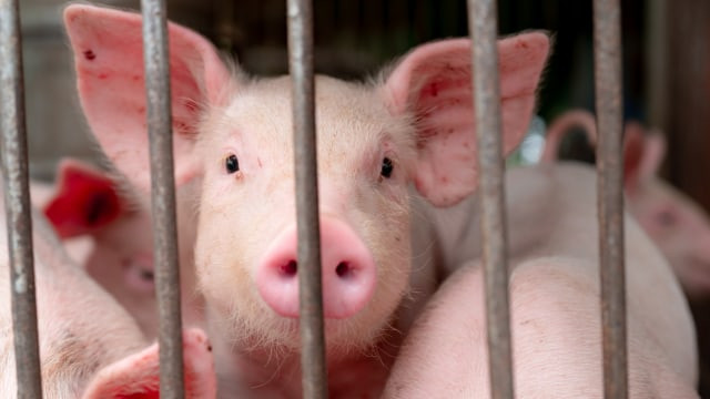 Ilustrasi babi. Foto: Shutterstock