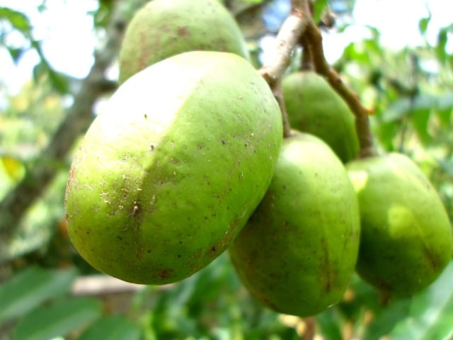 Ilustrasi Manfaat Buah Kedondong. Foto: pixabay.com
