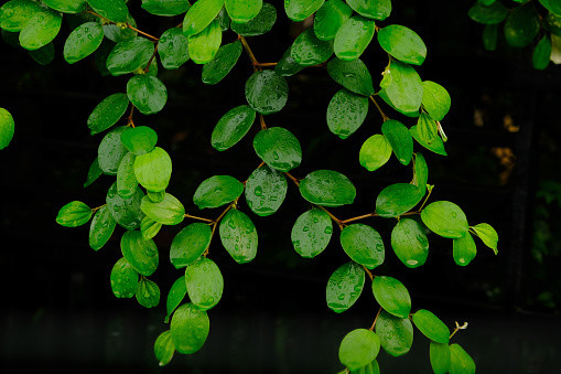 Manfaat Daun Bidara untuk Wajah. Foto: Pixabay