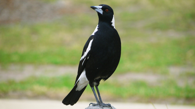 Burung murai Australia (Cracticus tibicen atau Australian magpie). Foto: Shuang Li/shutterstock