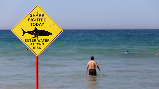 Ilustrasi papan peringatan hiu di pantai. Foto: Foto-Foto-Foto-Foto/shutterstock