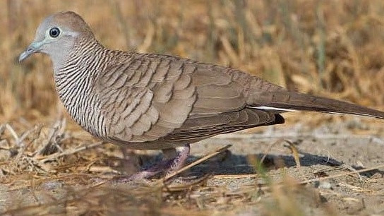 Ilustrasi perkutut lokal. Foto: Istimewa