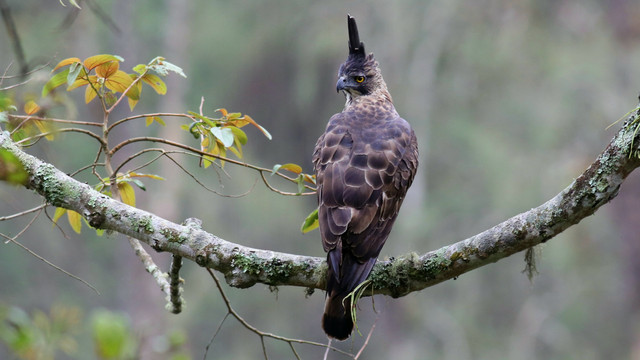 Ilustrasi elang Jawa. Foto: Nusantara Endemics/Shutterstock