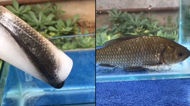 Ikan beku bisa hidup lagi. (Foto @kantorhiburan/TikTok)