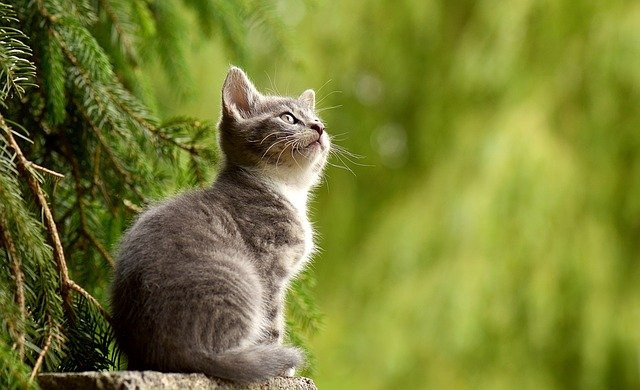 Ilustrasi Apakah Bulu Kucing Termasuk Najis. Foto: pixabay.com