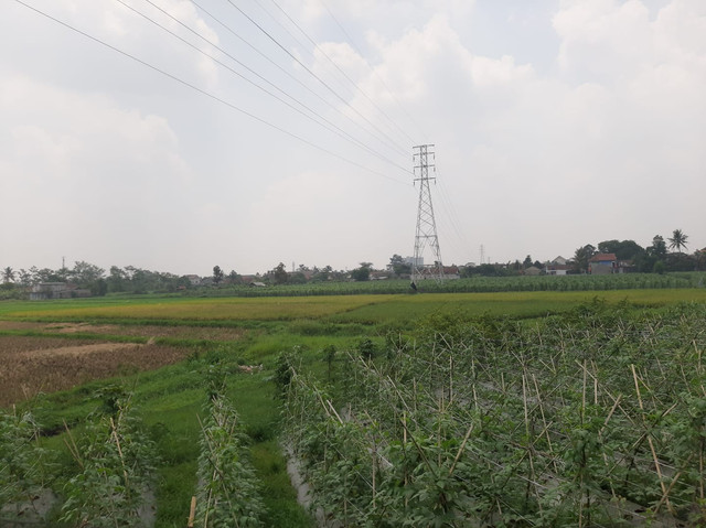 Lahan yang digunakan untuk komoditas selain padi beras. Sumber : dokumen pribadi