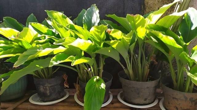 Sebagai contoh tanaman obat tradisional yaitu tanaman kunyit. Sumber : foto sendiri.