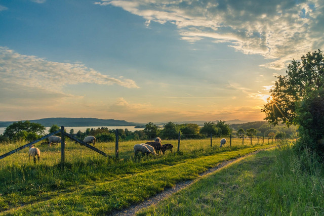 Farm bukit waruwangi, Foto: Pexels/Pixabay