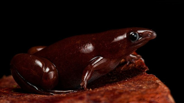Spesies kodok berkepala mirip tapir Amazon. Foto: Field Museum