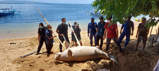 Duyung yang ditemukan di Pantai Sanur, Bali - IST