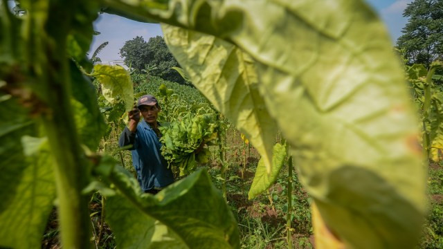 Petani tembakau Temanggung bersiap memasuki masa tanam pada Maret. Foto: Kumparan