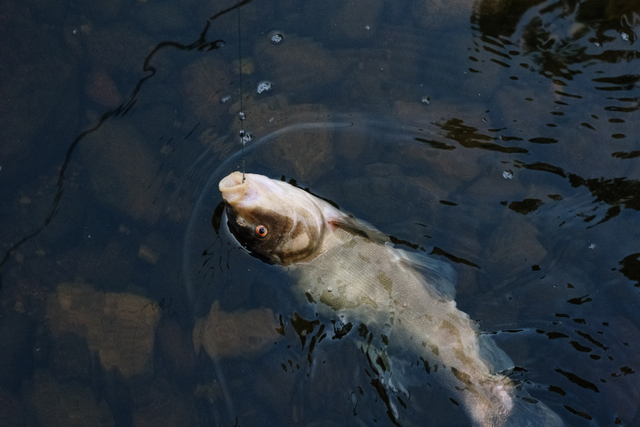Ikan kakap, Sumber: Pexels