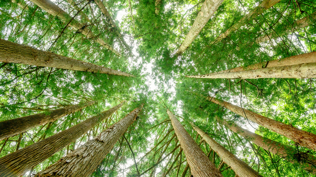 Ilustrasi Plantae dalam ekosistem. Foto: Shutter Stock