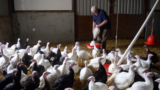 Peternakan kalkun di Yorkshire, Inggris yang hampir berusia satu abad. Foto: AFP/Oli Scarff