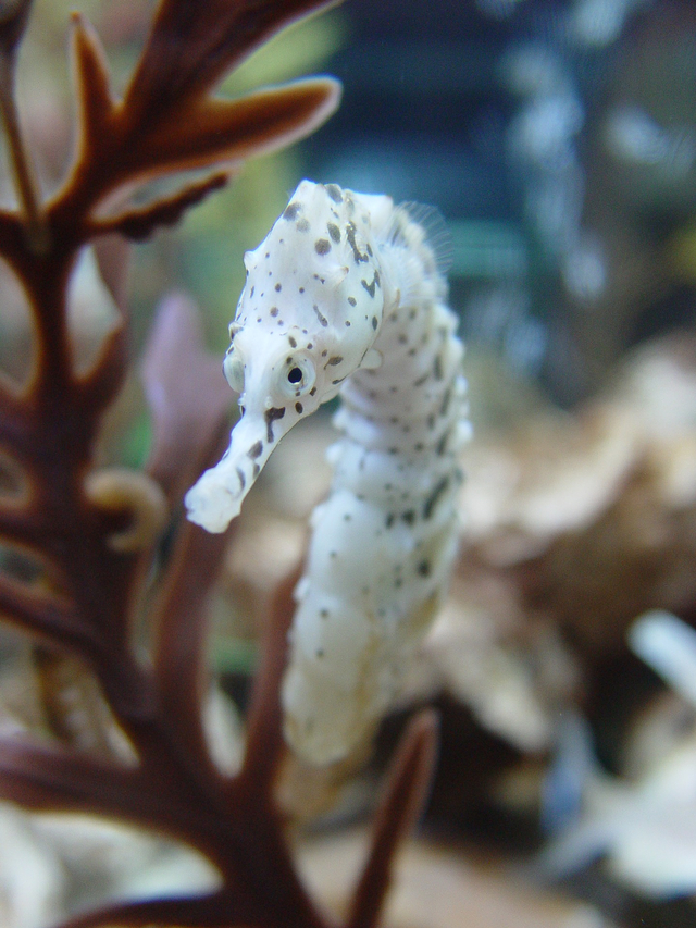 Kuda laut. Foto: Pixabay