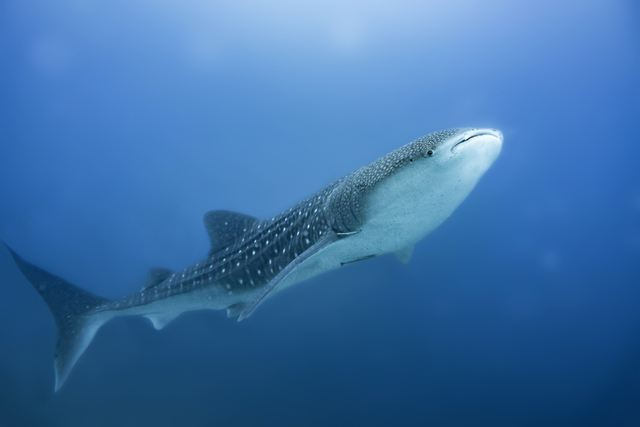 Ilustrasi jenis ikan terbesar di dunia, sumber foto: https://unsplash.com/