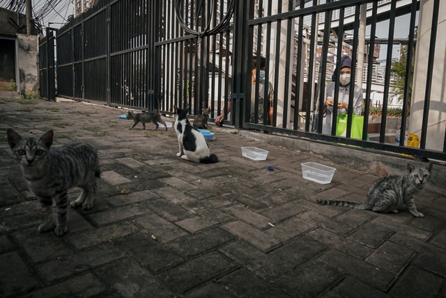 Sejumlah kucing liar yang diberi makan oleh pecinta kucing di kawasan Warung Jati Barat, Pasar Minggu, Jakarta Selatan. Foto: Jamal Ramadhan/kumparan