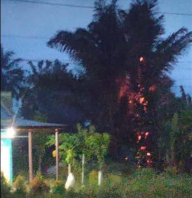 Sebuah pohon aren di Kabupaten Polewali Mandar, Sulawesi Barat, terbakar usai disambar petir. Foto: Dok. Istimewa