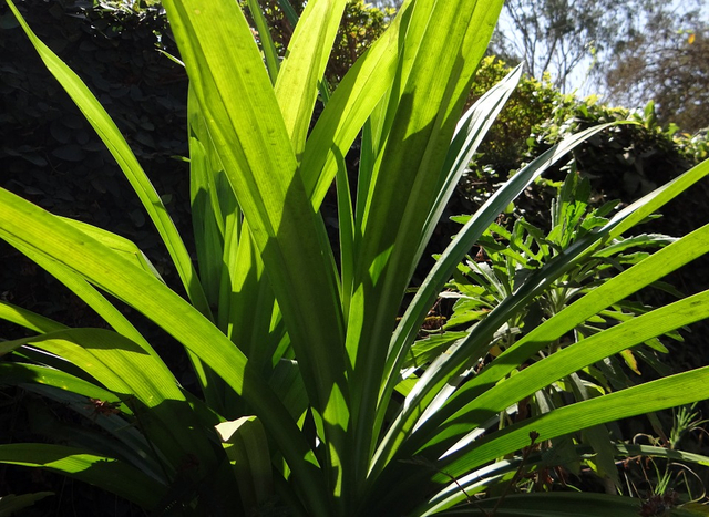 Daun pandan adalah salah satu jenis tumbuhan yang kaya akan manfaat. Foto: Pixabay