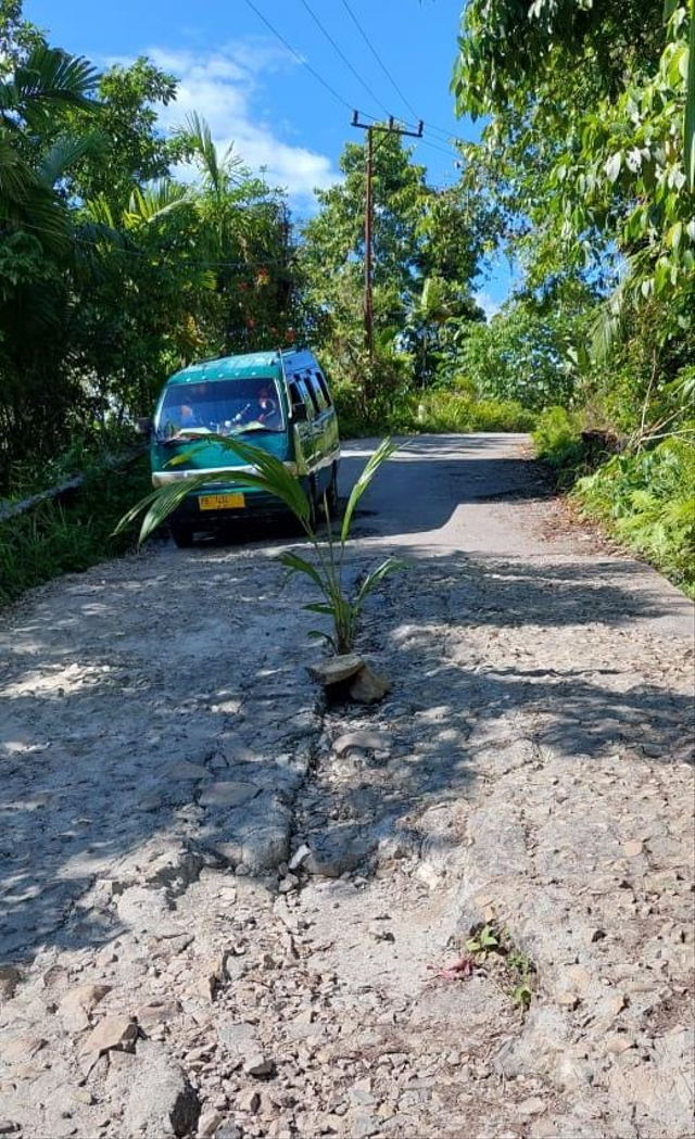 Tampak warga menanam pohon kelapa di tengah jalan sebagai bentuk protes kepada pemerintah