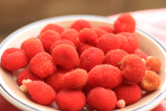 Kerben, buah beri asli Indonesia Foto: dok.KKIWARSI