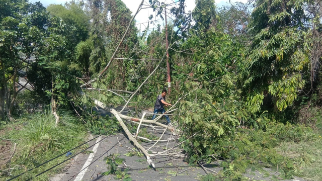 Petugas BPBD Kota Batu saat mengevakuasi pohon tumbang akibat angin kencang di jalan tembusan via Torongrejo-Junrejo, Kota Batu, pada Senin (18/10/2021). Foto: BPBD Kota Batu