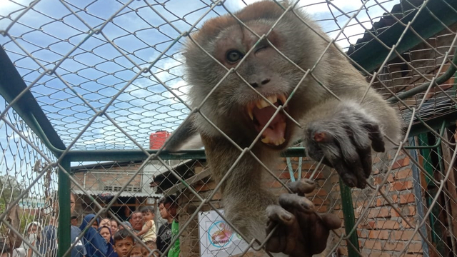 Monyet liar di Kelurahan Bandar Utama, Kota Tebing Tinggi, Sumatera Utara. Foto: Dok. Istimewa