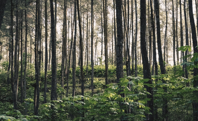Ilustrasi manfaat tumbuhan, sumber gambar: https://www.unsplash.com/