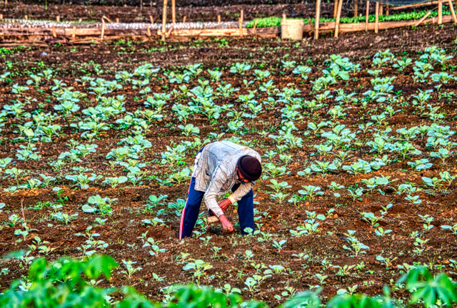 Illustrasi seorang petani sedang membubuhkan pupuk anorganik pada tanaman. Foto: Pexels.