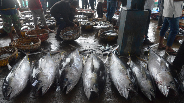 Buruh menata ikan tuna sirip kuning dan jenis ikan lainnya saat berlangsung proses lelang di Pelabuhan Perikanan Samudera. Foto: ANTARA FOTO/Ampelsa