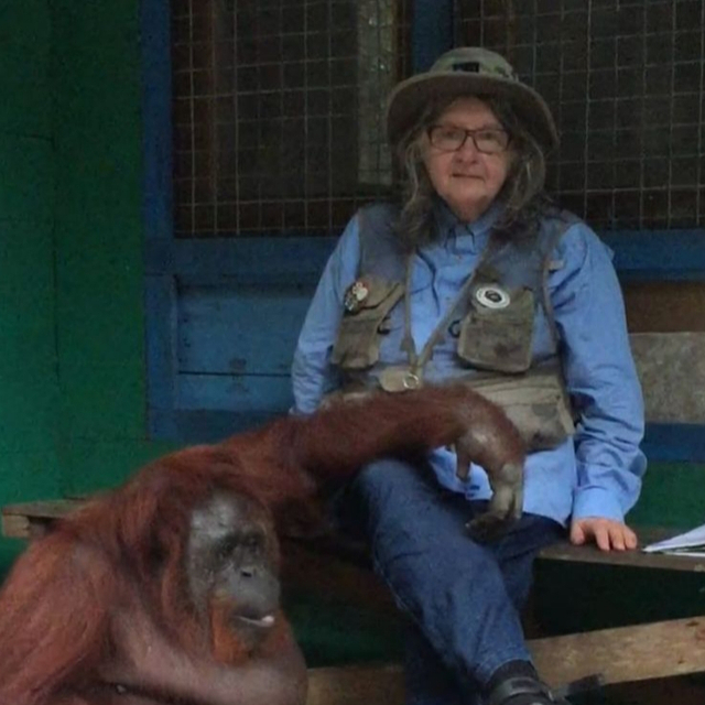 Profesor Dr Birute Mary Galdikas duduk bersama orang utan. Foto: IST/InfoPBUN