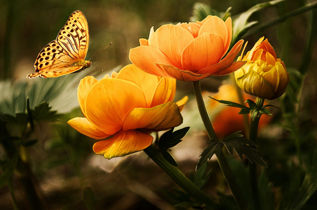Ilustrasi Benih adalah.  Foto : Pixabay.com