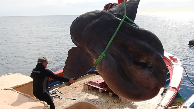 Ikan mola-mola (Mola alexandrini) raksasa ditemukan di perairan Afrika Utara. Foto: Universidad de Sevilla/Facebook