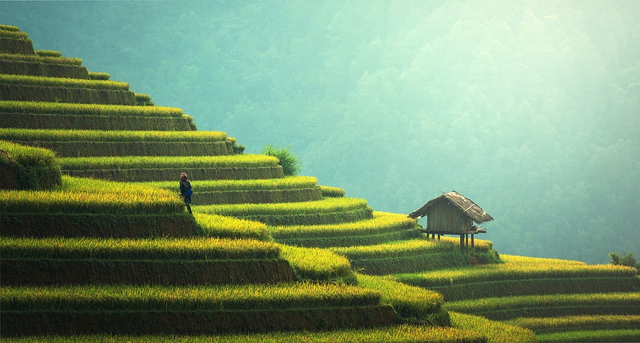 Sektor Pertanian. (Foto: https://pixabay.com/id/)