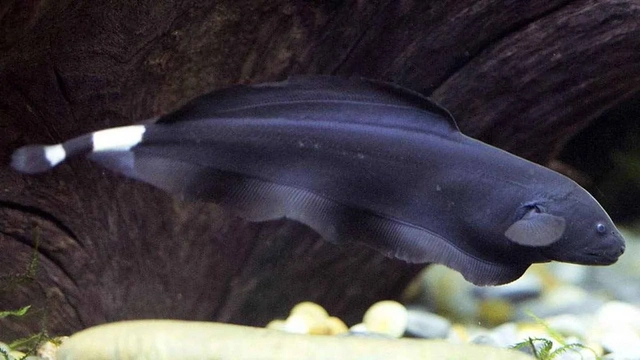 Flickr.com - Ikan hias air tawar langka 