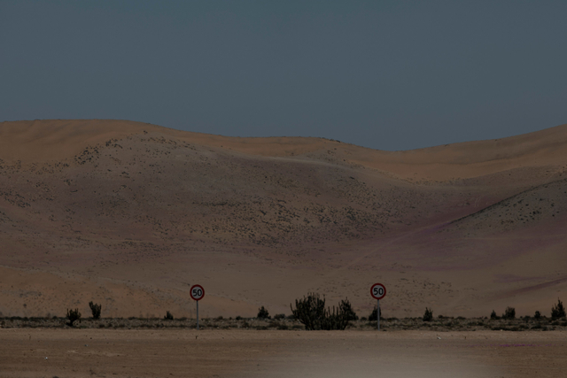 Pemandangan gurun Atacama yang sebagian tertutup bunga selama 'Desierto Florido' (Gurun mekar) di Copiapo, Chile. Foto: Pablo Sanhueza/REUTERS