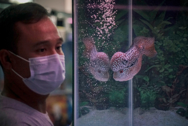 Pengunjung melihat salah satu ikan louhan saat kontes di Pusat Ikan Hias Johar Baru, Jakarta Pusat, Sabtu (23/10).  Foto: Jamal Ramadhan/kumparan